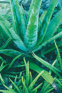 How To Use Aloe Vera Image